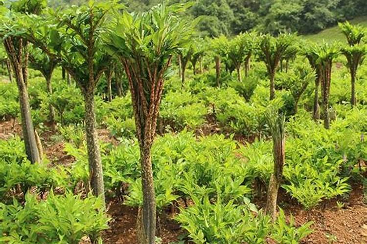 魔芋种植要用什么肥料不会烂？