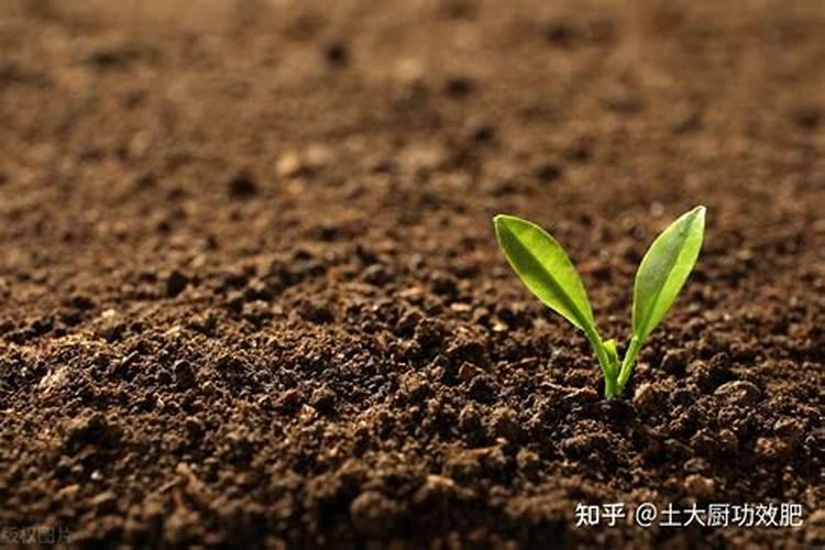 土壤板结怎么快速弄松