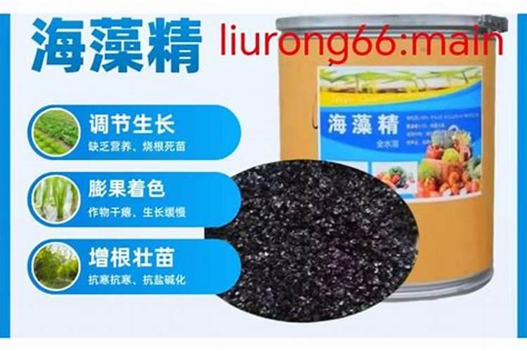 比利时杜鹃(西娟)如何种养？