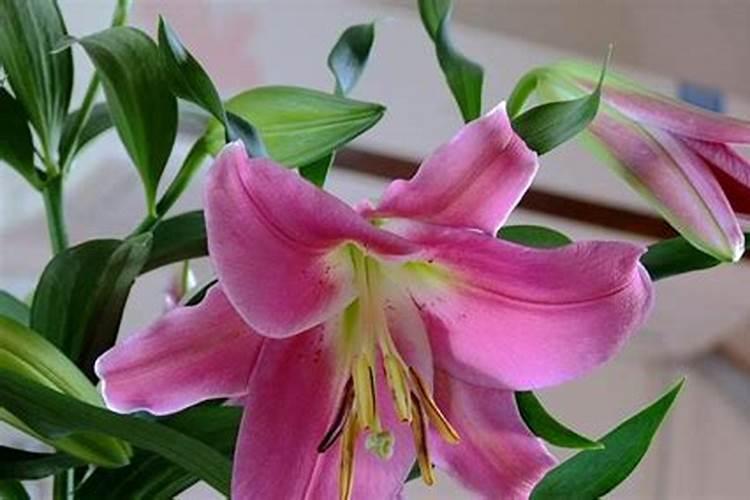 百合花可以用复合肥吗