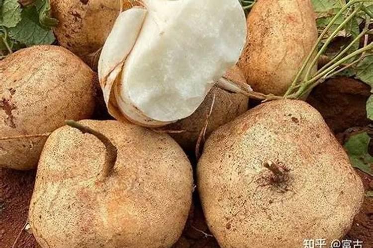 凉薯怎么种植才甜
