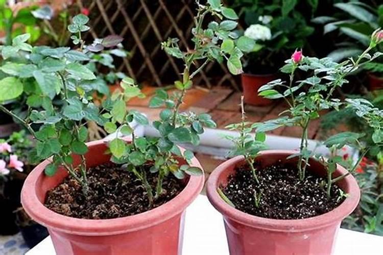 月季花现在都发芽了,而且也长新叶子了,可以施肥吗。