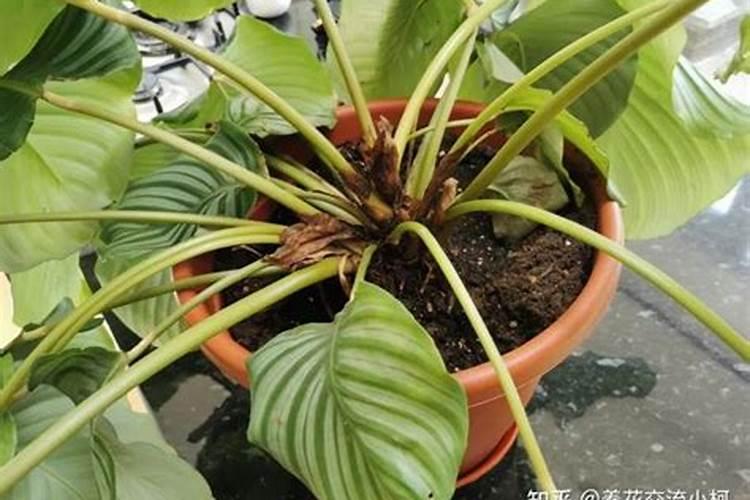 青苹果竹芋的养殖方法是什么