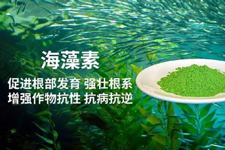 李子什么时间喷磷酸二氢钾和硼肥最好？