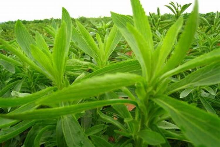 甜叶菊的种植方法及田间管理