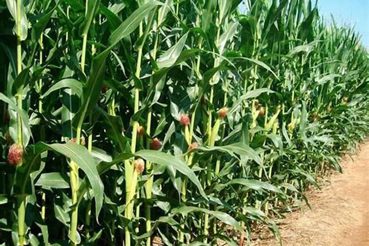 夏季种植玉米施肥很关键,夏季种植玉米有哪些施肥方法？