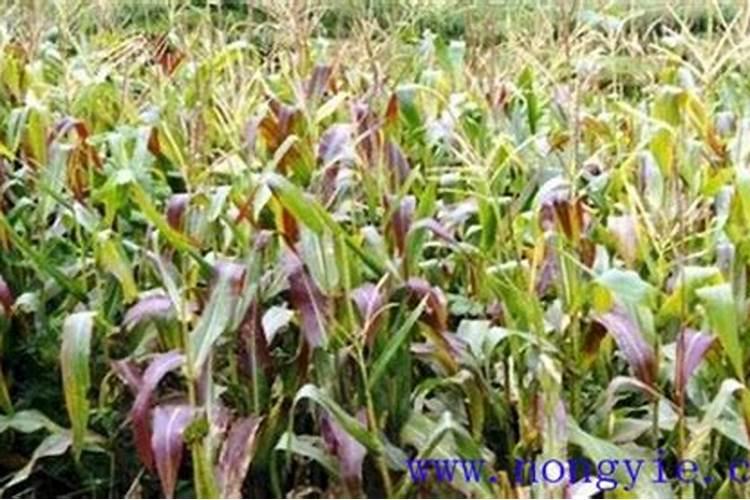 植物缺磷会出现哪些症状？