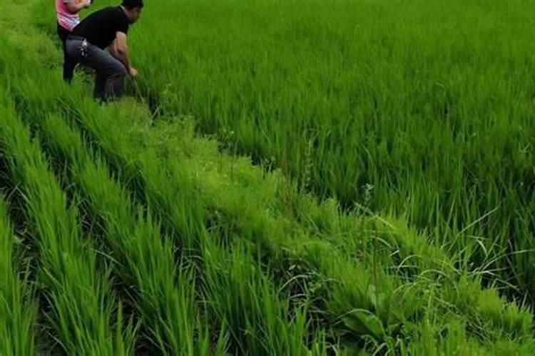 苹果树缺氮、磷、钾的症状及防治措施
