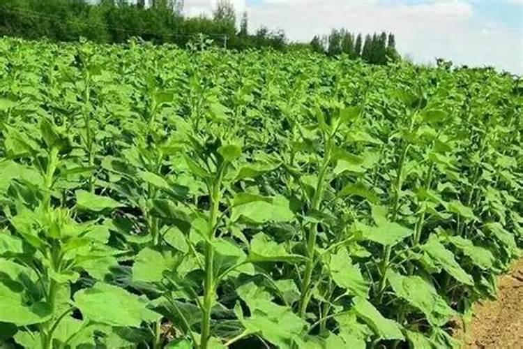 如何种植食用向日葵？