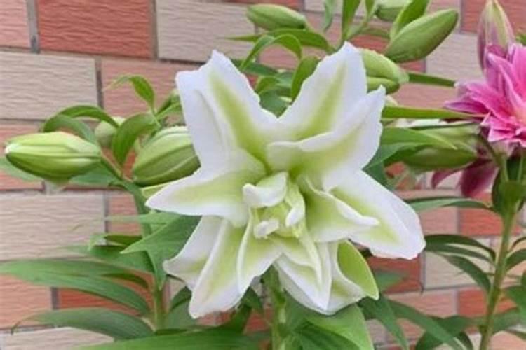 百合花可以用复合肥吗