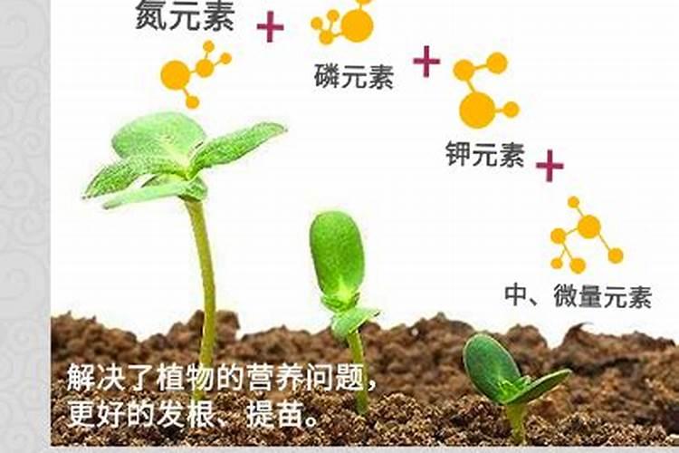 什么样的化肥能是红提葡萄着色变黑？