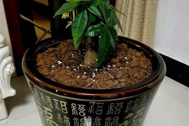 发财树用什么肥料最好