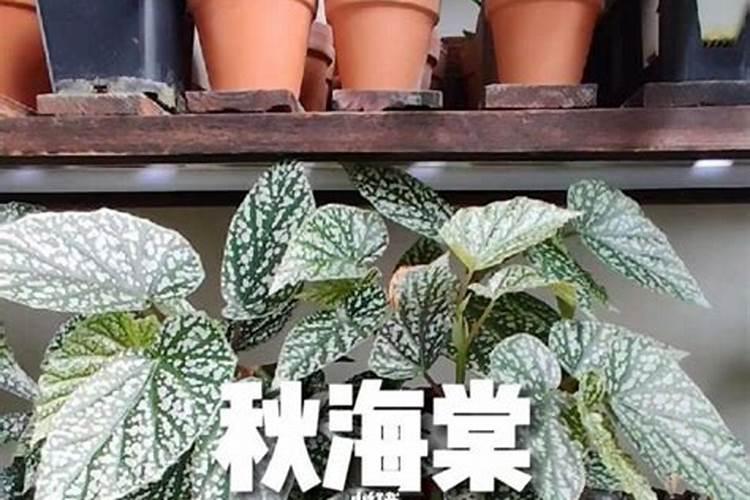 高钾肥适合浇什么花