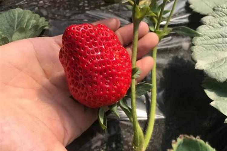草莓要施什么肥料好