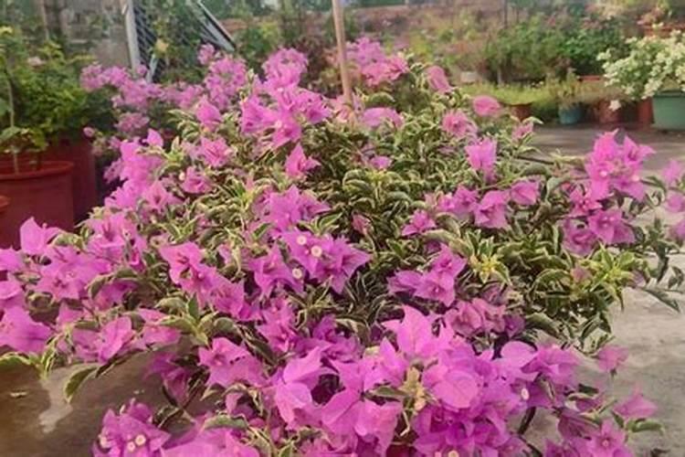 三角梅多久施一次肥(施肥方法和时间)