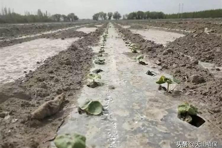 棉花怎么追施钾肥？棉花施用钾肥技术是什么？