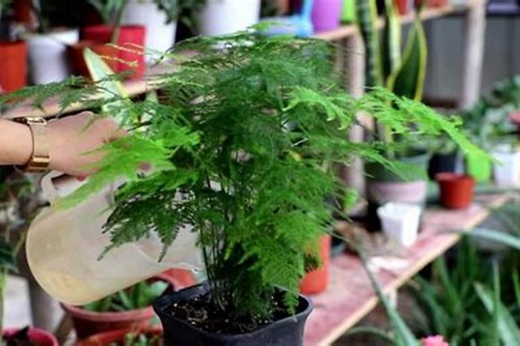 竹子怎样盆栽及养护呢？