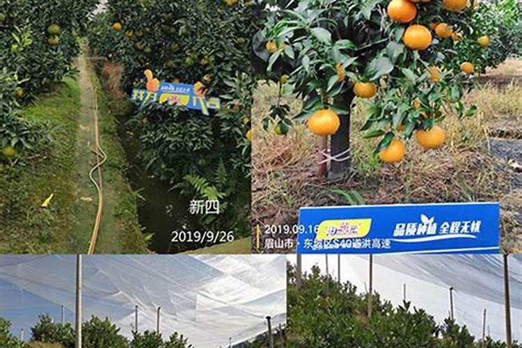 沃柑补充什么维生素