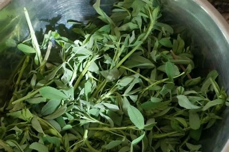 紫花苜蓿可以做肥料吗