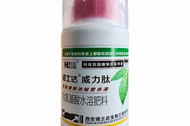 金钗石斛种植盆栽(金钗石斛种植盆栽怎么养)