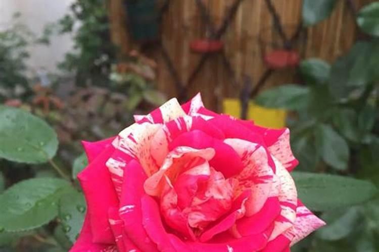 夏天怎么给月季促芽
