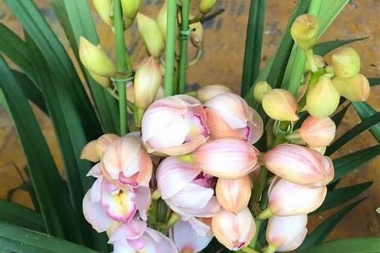 大叶蕙兰花开败后怎么处理 大叶蕙兰花开败后的处理方法