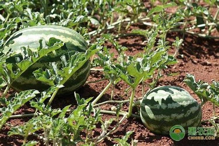西瓜开花结果期怎么施肥和管理
