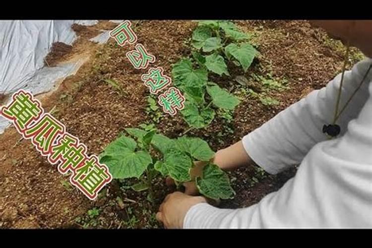 采取怎样的管理措施能让黄瓜结完一茬又一茬？如何能结出更加优质的黄瓜呢...
