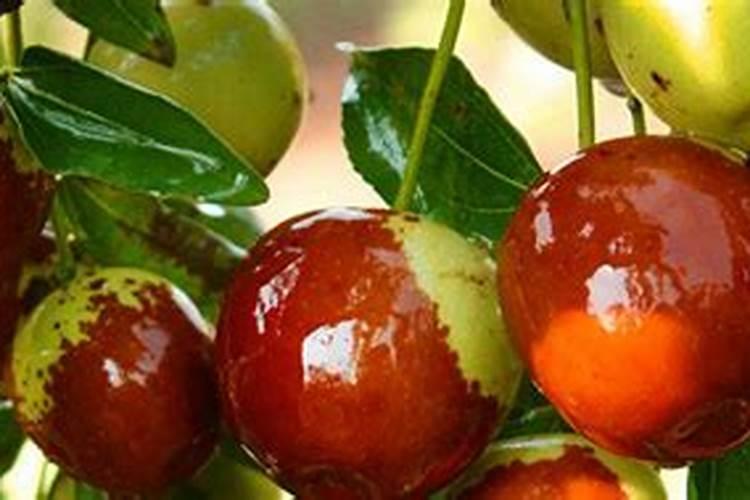 红枣膨大期是几月份