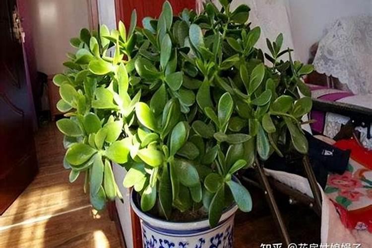 安徽茂施新型肥料有限公司怎么样？