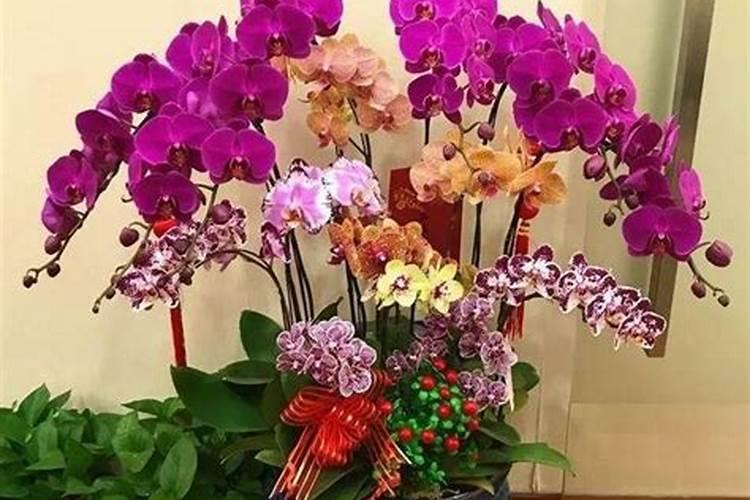 兰花春天什么时候施肥