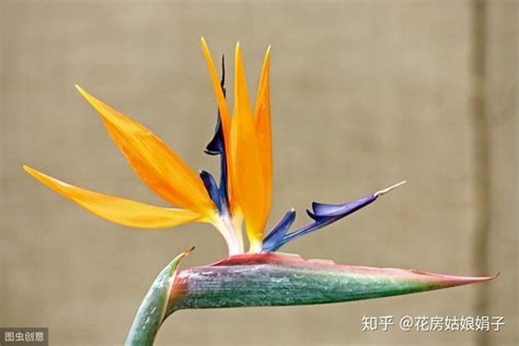 鹤望兰的叶子怎么不长高(鹤望兰叶子不长高的原因及解决办法)