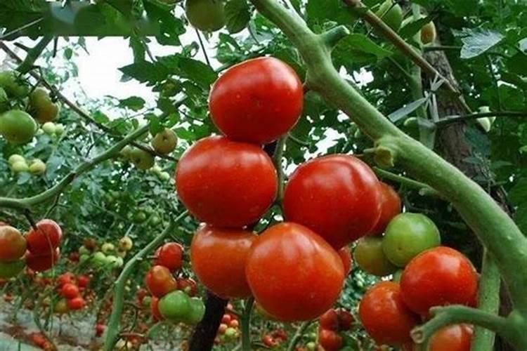 大棚西红柿啥时期冲施高磷肥？