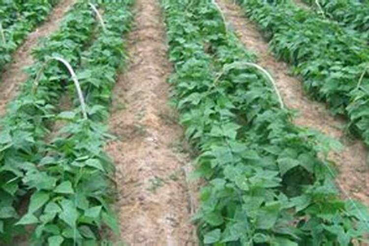 苹果树被化肥烧根了怎么办呢？