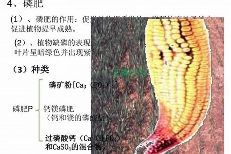 什么是磷肥 磷肥促进植物什么生长