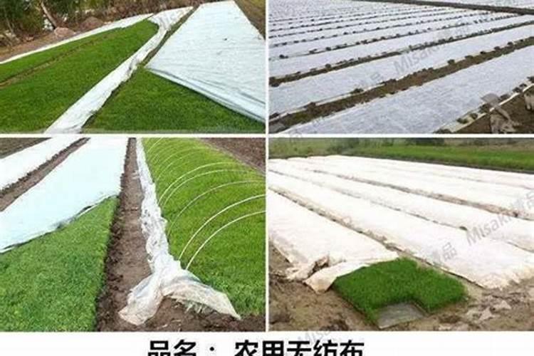 水稻一亩用多少磷酸二氢钾,什么时候用效果好