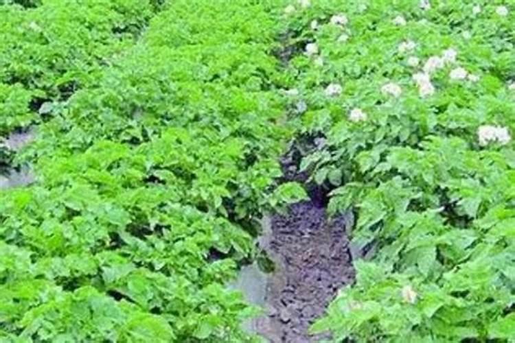 收获土豆时,土豆杆可不可以留土里做肥料？