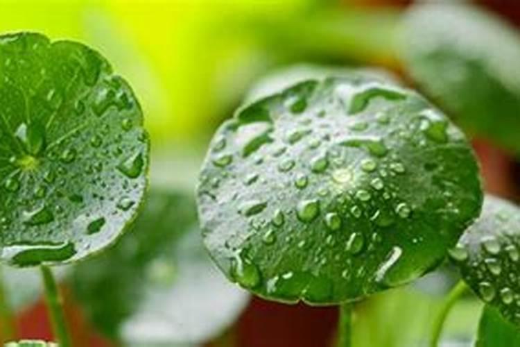 水养铜钱草可以放复合肥吗