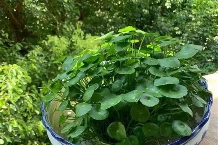 铜钱草浇什么肥最好