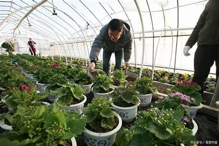 浓缩营养液花肥的使用方法