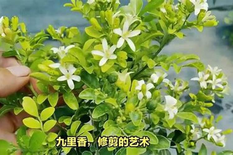 九里香冬天怎么施肥呢？九里香施什么肥好呢？