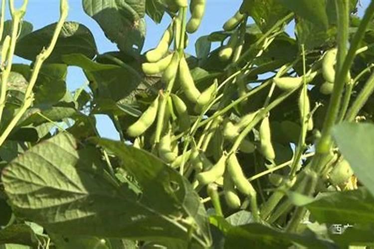 种植毛豆需要施什么肥