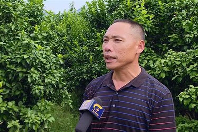 三年树龄的沙糖桔树应该怎样施肥