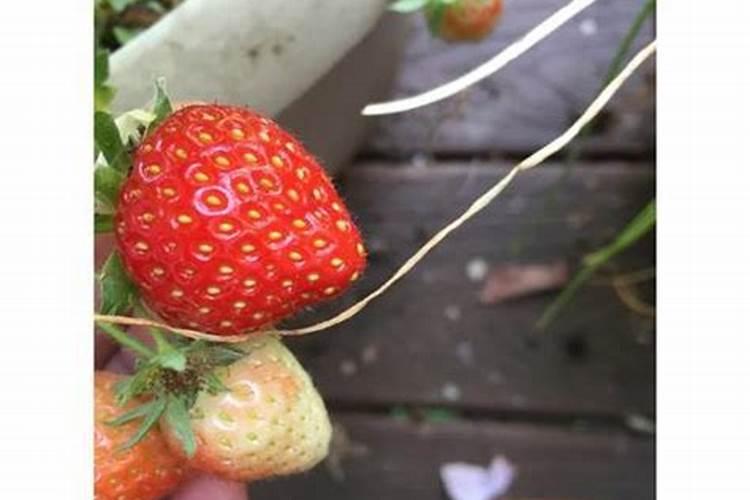 草莓苗移栽后多久可以施肥 草莓移栽后需等多久施肥？