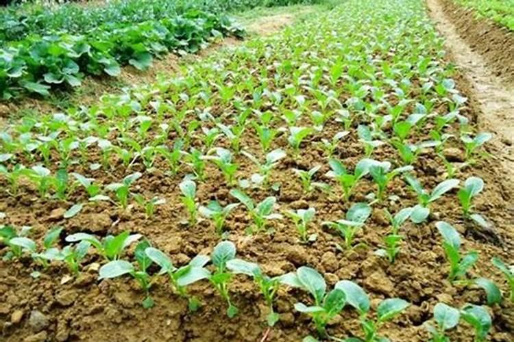 菜心施肥方法及注意事项 菜心施肥需要注意的地方