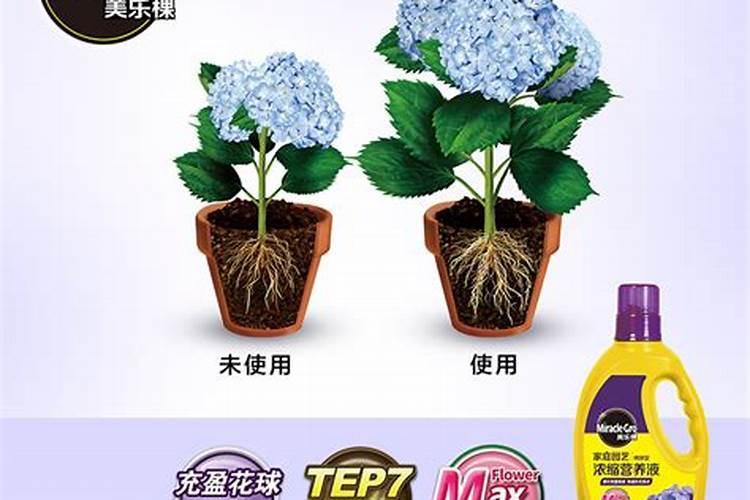 无尽夏绣球花的养殖方法和注意事项