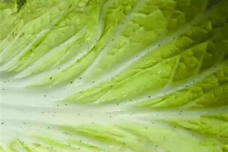 大白菜对氮、磷、钾的需求如何？