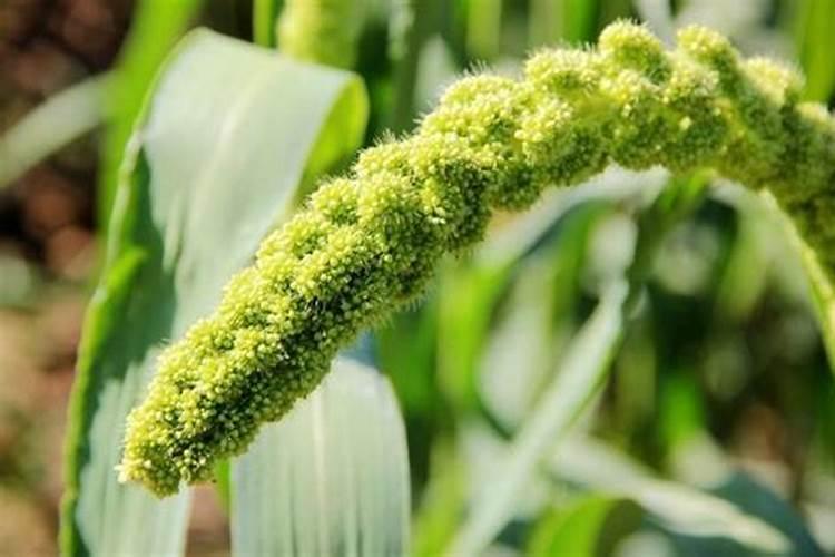 种植毛豆需要施什么肥 一起来看下吧