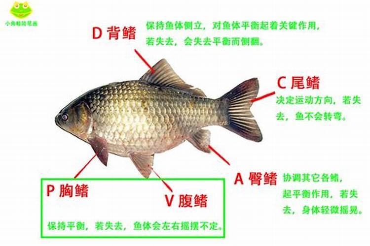 假鳡鱼的肉质有什么特点？