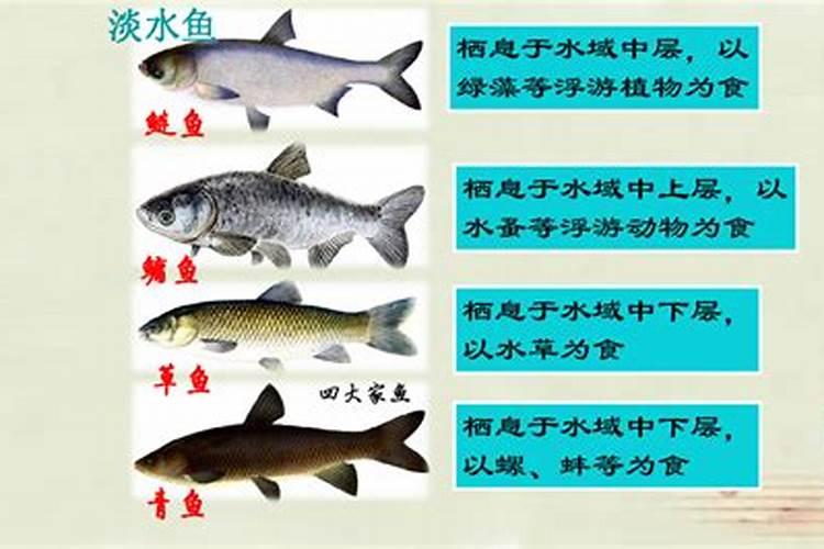 怎样鉴别鱼粉真假